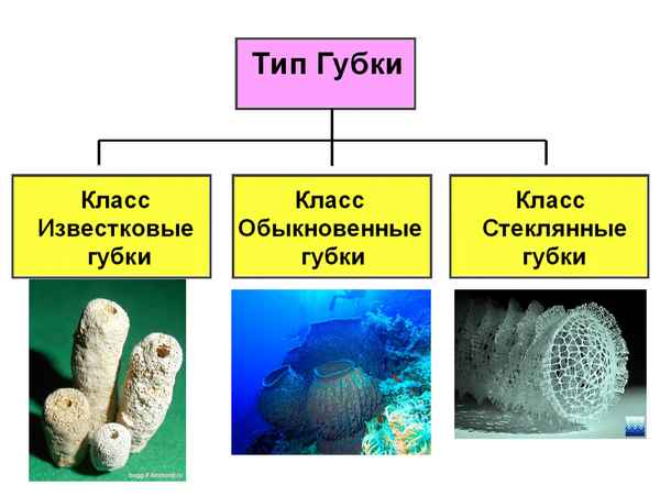 
    Губки. Классы: известковые, стеклянные, обыкновенные

      