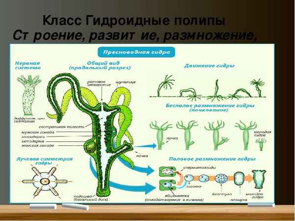 
    Тип Кишечнополостные. Пресноводная гидра. 7-й класс

      