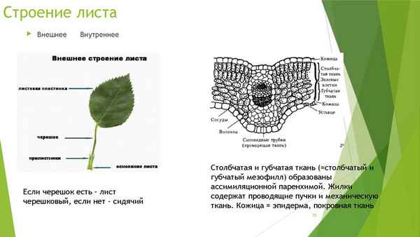 
    Тема урока "Внешнее и внутреннее строение листа". 6-й класс

      