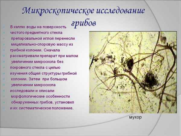 
    Исследование "Изучение плесневых грибов"

      