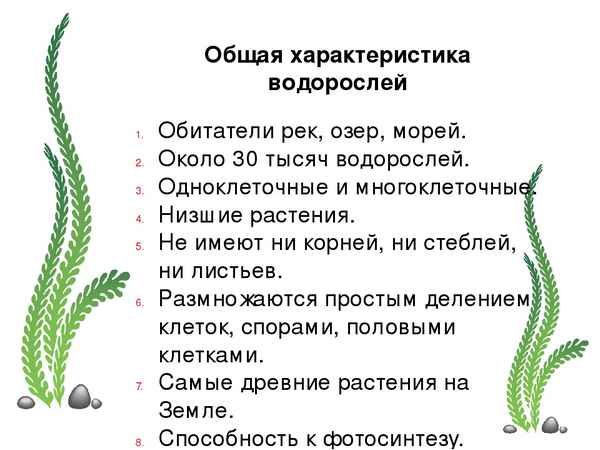 
    Водоросли. Общая хаpaктеристика. 6-й класс

      