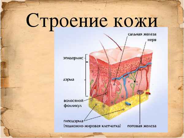 
    Урок-модуль "Кожа. Значение кожи, ее строение"

      