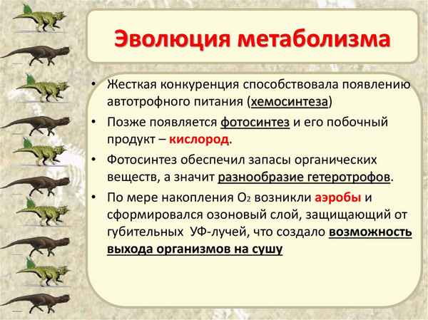 
    Эволюционные преобразования обмена веществ

      