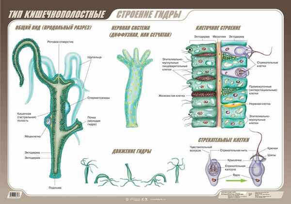 
    Методическая разработка урока "Тип Кишечнополостные"

      