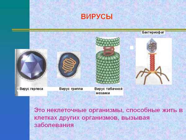 
    Урок биологии "Вирусы"

      