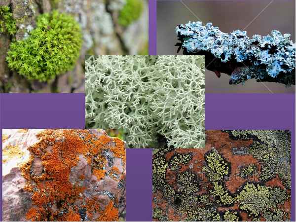 
    Разработка урока "Лишайники". 7-й класс

      