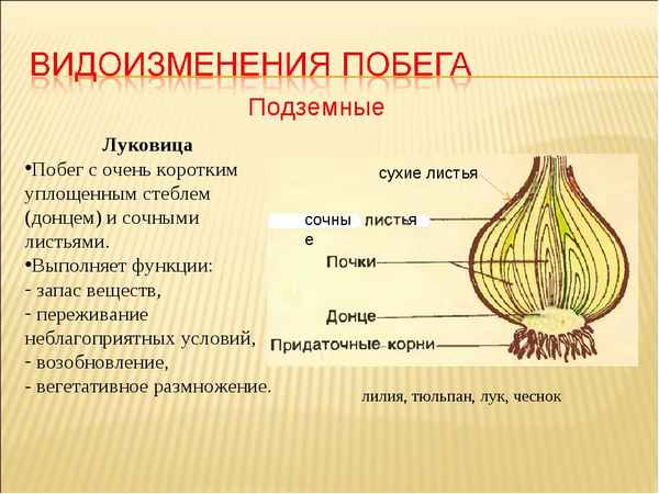 
    Урок биологии "Видоизмененные подземные побеги. Обобщение знаний о стeбле"

      