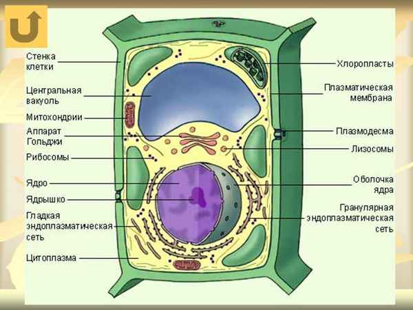 
    Урок природоведения в 5-м классе по теме "Путешествие в растительную клетку"

      