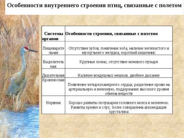 
    Класс Птицы. Особенности строения, связанные с полетом

      
