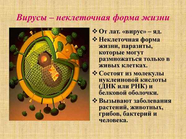 
    Вирусы - неклеточные формы жизни

      