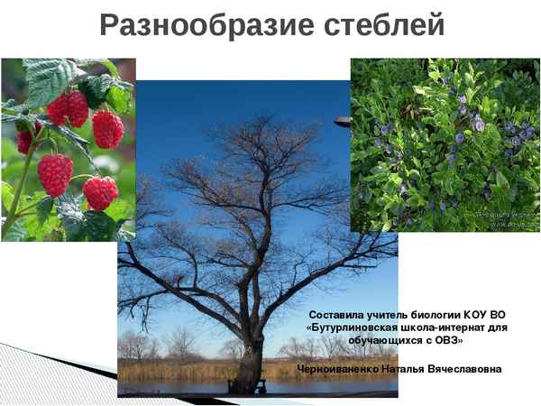 
    Урок биологии "Разнообразие стeблей" для учащихся коррекционной школы VIII вида. 7-й класс

      