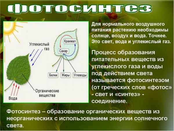 
    Конспект урока биологии в 6-м классе "Воздушное питание растений. Фотосинтез. Значение фотосинтеза для жизни на Земле"

      