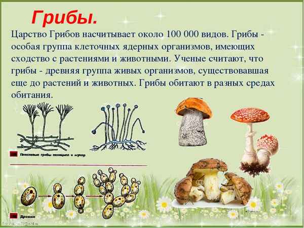 
    Урок "Все о грибах"

      