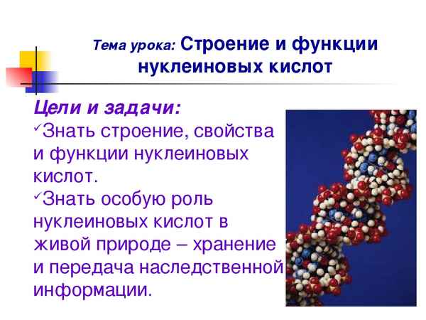 
    Урок по теме "Нуклеиновые кислоты. Их строение и функции"

      
