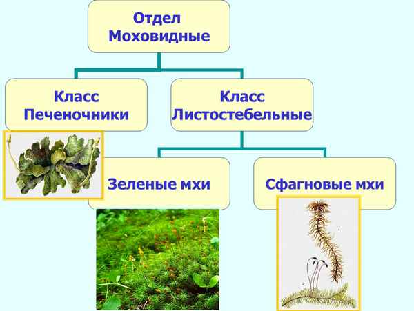 
    Урок биологии в 7-м классе по теме "Отдел моховидные"

      