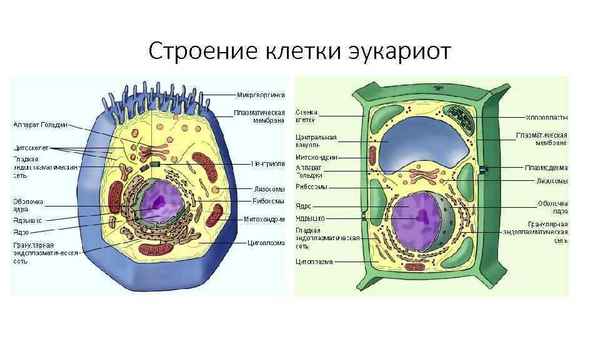 
    Обобщение и систематизация знаний по теме "Строение эукариотической клетки". Урок биологии. 10-й класс

      