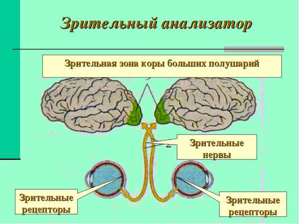 
    Урок биологии в 8-м классе. Зрительный анализатор

      