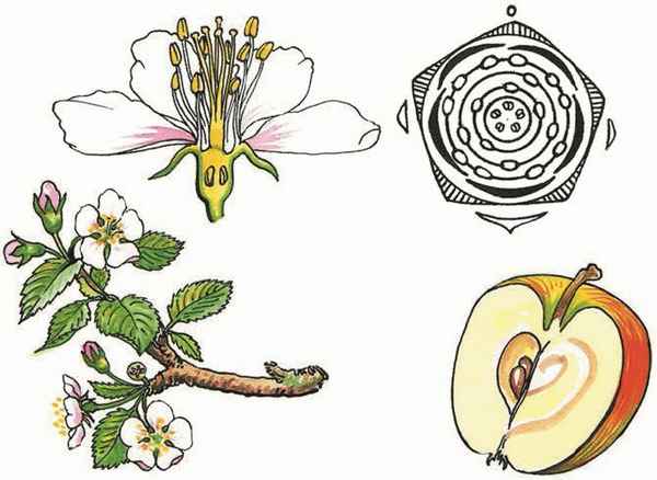 
    Цветок и плод

      