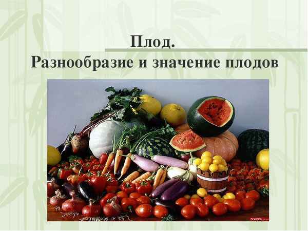 
    Значение и разнообразие плодов

      