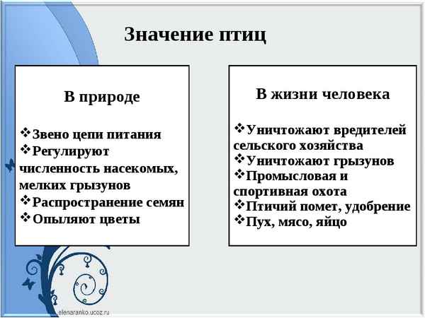 
    Роль птиц в природе и жизни человека

      