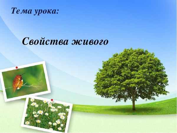 
    Урок-экскурсия по биологии на тему "Мир растений малой родины". 6-й класс

      