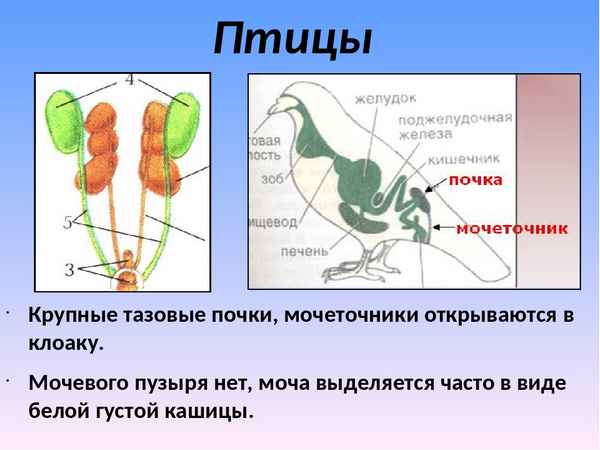 
    Урок биологии по теме "Органы выделения". 7-й класс

      