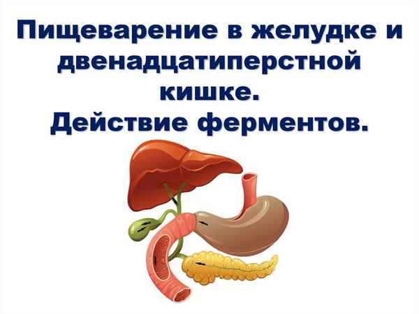 
    Урок биологии по теме "Пищеварение в желудке и двенадцатиперстной кишке"

      