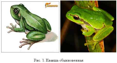 
    Коллективная сказка-игра для учащихся младших классов "Лягушачьи истории"

      