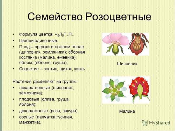 
    Урок биологии по теме "Семейство Розоцветные"

      