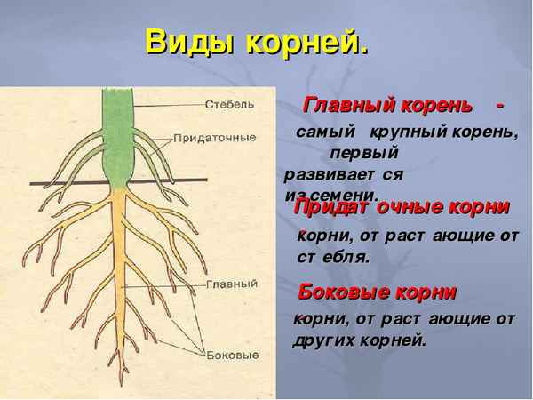 
    Тема урока: "Корень. Внешнее строение корня и его функции" с ИКТ

      