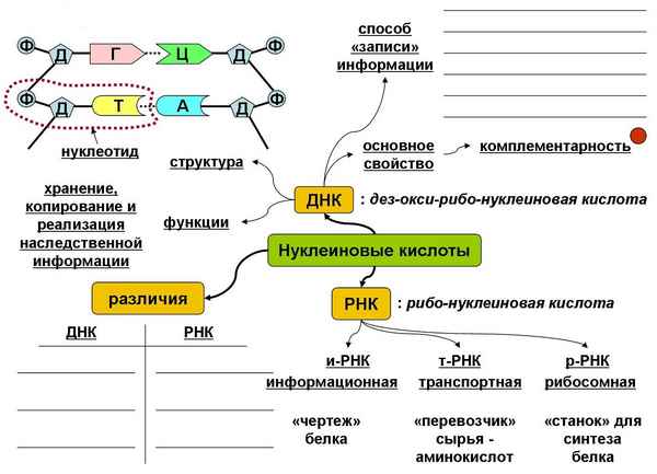 
    Урок биологии. Тема: "Нуклеиновые кислоты". 10-й класс

      