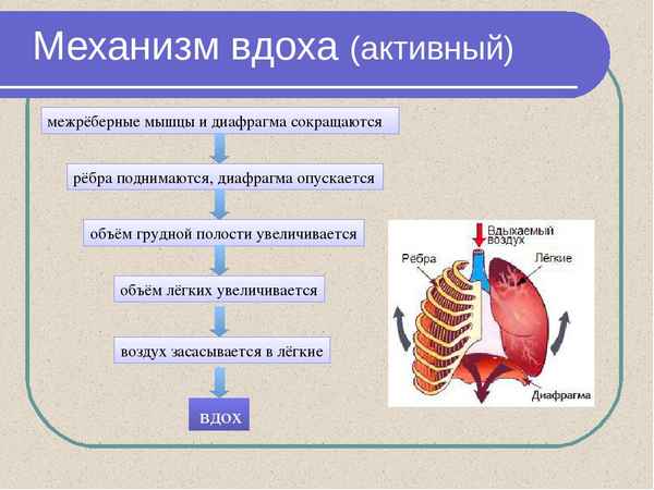 
    Урок биологии. Тема: "Механизм вдоха и выдоха". 8-й класс

      