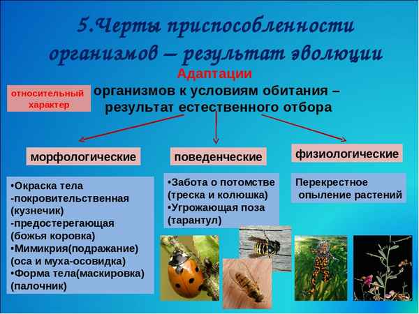 
    Урок биологии. Тема: "Приспособленность организмов к среде обитания как результат естественного отбора"

      