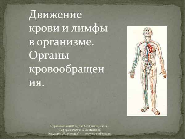 
    Урок биологии. Тема: "Движение крови и лимфы в организме. Органы кровообращения"

      