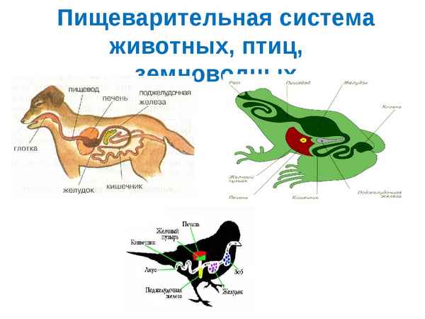 
    Урок биологии с ИКТ. Тема: "Особенности питания и пищеварения у животных"

      