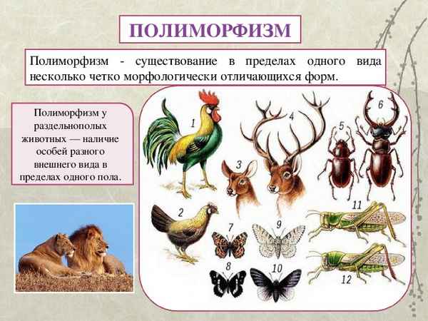 
    Урок биологии. Тема: "Естественный отбор". 10–11-й класс

      