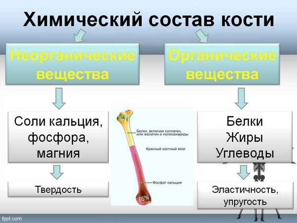 
    Химический состав, строение и свойства костей

      
