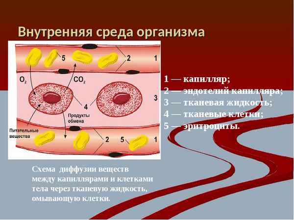 
    Урок по теме "Внутренняя среда организма" (модульное занятие)

      