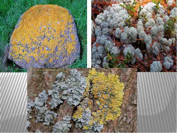 
    Тема урока: "Лишайники". 7-й класс

      