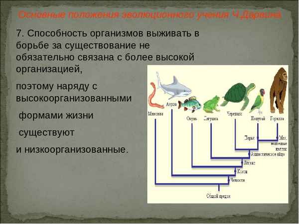 
    Технология кейс-стадии на уроке биологии в 9-м классе. Тема: "Эволюционное учение Чарлза Дарвина"

      