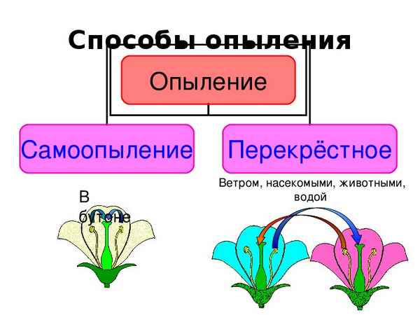 
    Урок биологии в 6-м классе. Тема: "Опыление"

      