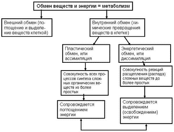 
    Интегрированный урок (биология + физическая культура) в 10-м классе по теме "Обмен веществ и энергии"

      
