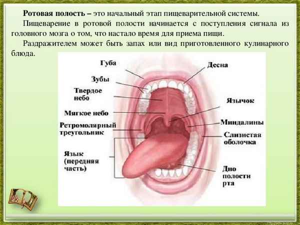 
    Урок биологии по теме "Пищеварение в ротовой полости. Регуляция пищеварения". 8-й класс

      