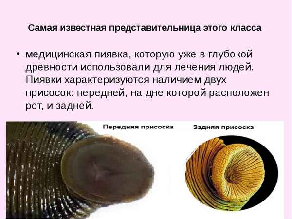 
    Урок по теме «Класс пиявки»

      