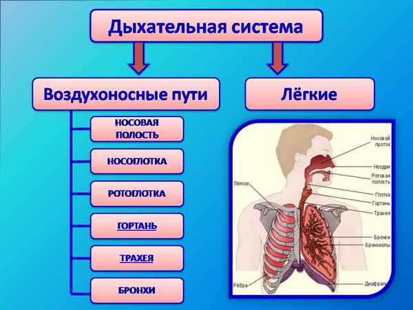 
    Модульная программа по теме "Дыхание". 8-й класс

      