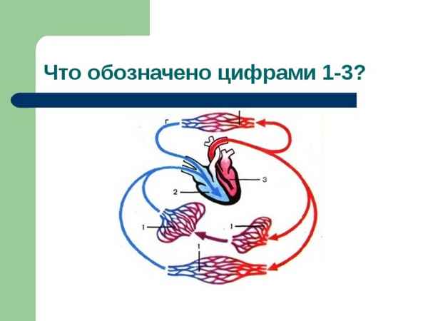 
    Обобщение и систематизация знаний по теме "Кровь и кровообращение"

      