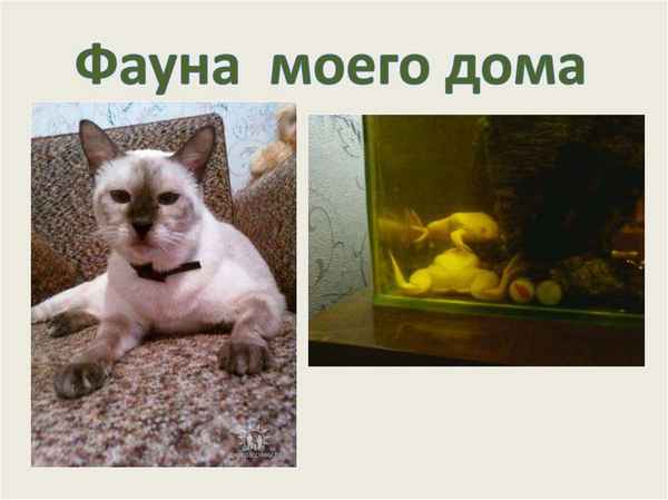 
    Фауна моего дома

      