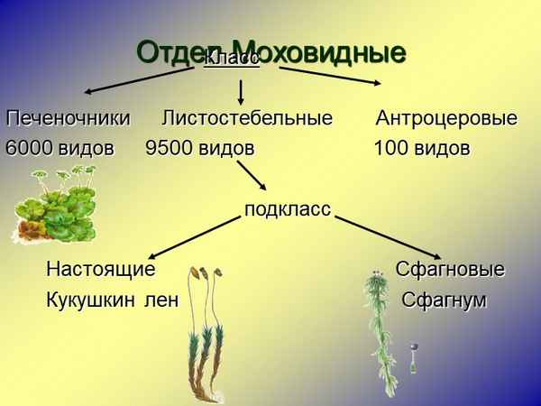 
    Урок по теме "Отдел моховидные". 6-й класс

      