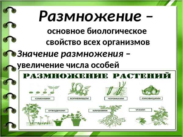 
    Открытый урок биологии на тему "Размножение растений". 6-й класс

      