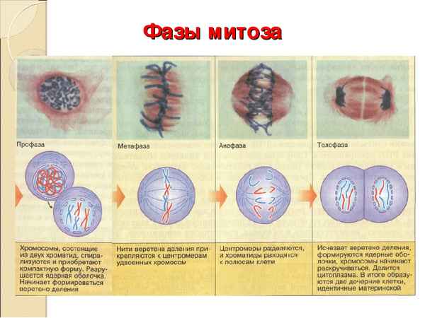 
    "Активные методы изучения митоза на уроках биологии". 9–10-е классы

      